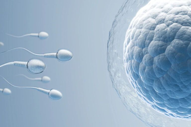 llustration of sperm approaching an egg, symbolizing conception during IVF.